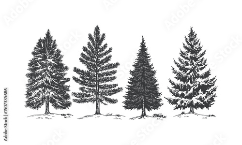 Winter Scene Vector Illustration with Frozen Forest Spruce Tree Silhouettes, engraved alpine trees, cold weather nature elements, snowy landscape, frost, evergreen pine tree art, christmas tree
