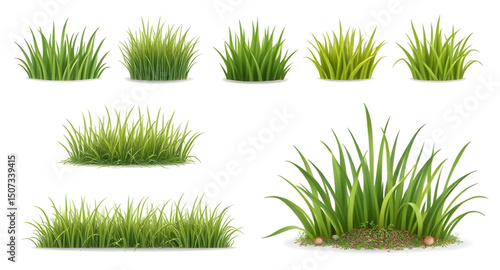 grass set, summer nature grass, wildland grass, grass bundle illustration, grass growth stages, decorative lawn grass