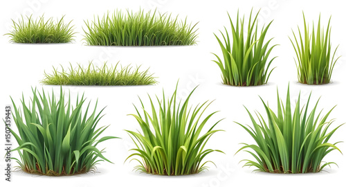 grass cartoon pack, leafy grass set, summer nature grass, wildland grass, grass bundle illustration, grass growth stages, decorative lawn grass