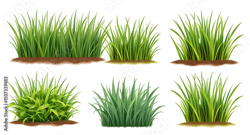 grass outline, grass cartoon pack, leafy grass set, summer nature grass, wildland grass, grass bundle illustration, grass growth stages, decorative lawn grass