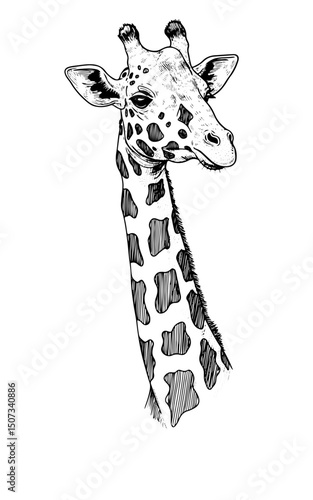giraffe intricate engraving vintage vector illustration, isolated on transparent background