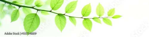 Isolated branch with light green leaves on white background, foliage, tree