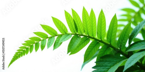 Leafy fern plant isolated on white background, ferns, plants