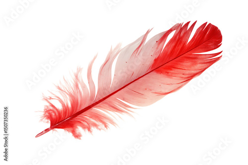  red feather isolated on white background  PNG