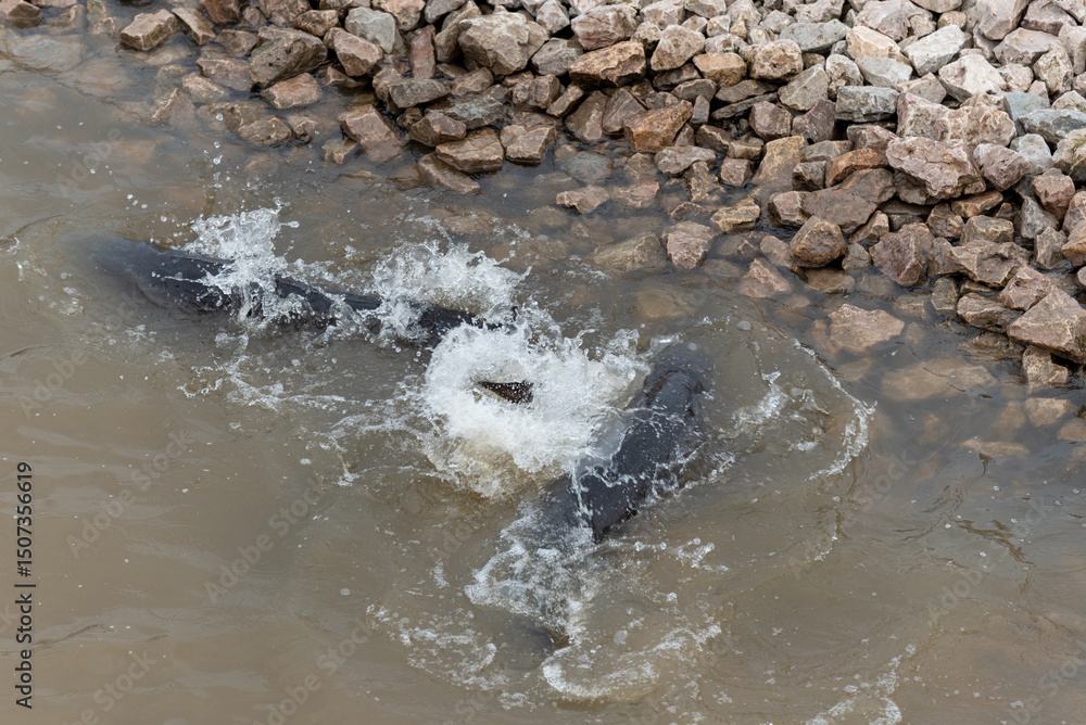 Obraz premium Lake Sturgeon spawning near the rocky shoreline on Fox River at De Pere, Wisconsin, near the dam and rapids in spring.