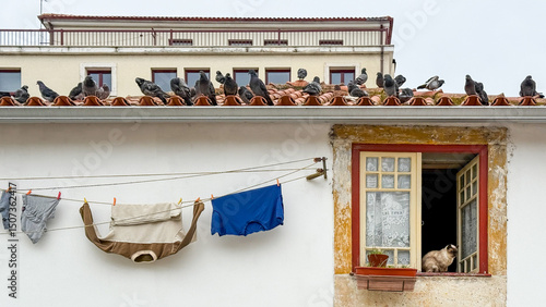 Картината върху платно Rooftop pigeons convene above sun-drenched linens, curious cat observes below; e
