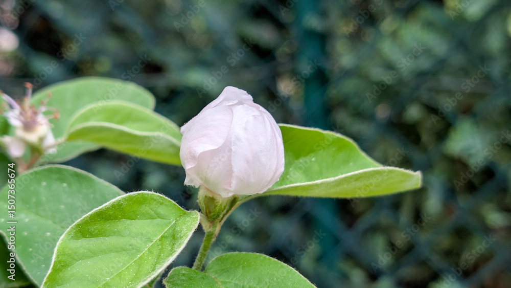 Quince blossoms with fresh green leaves in spring Quince blossoms with fresh green leaves in spring