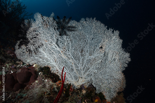 Fotografie Diving in the incredibly wondrous underwater world of West Papua
