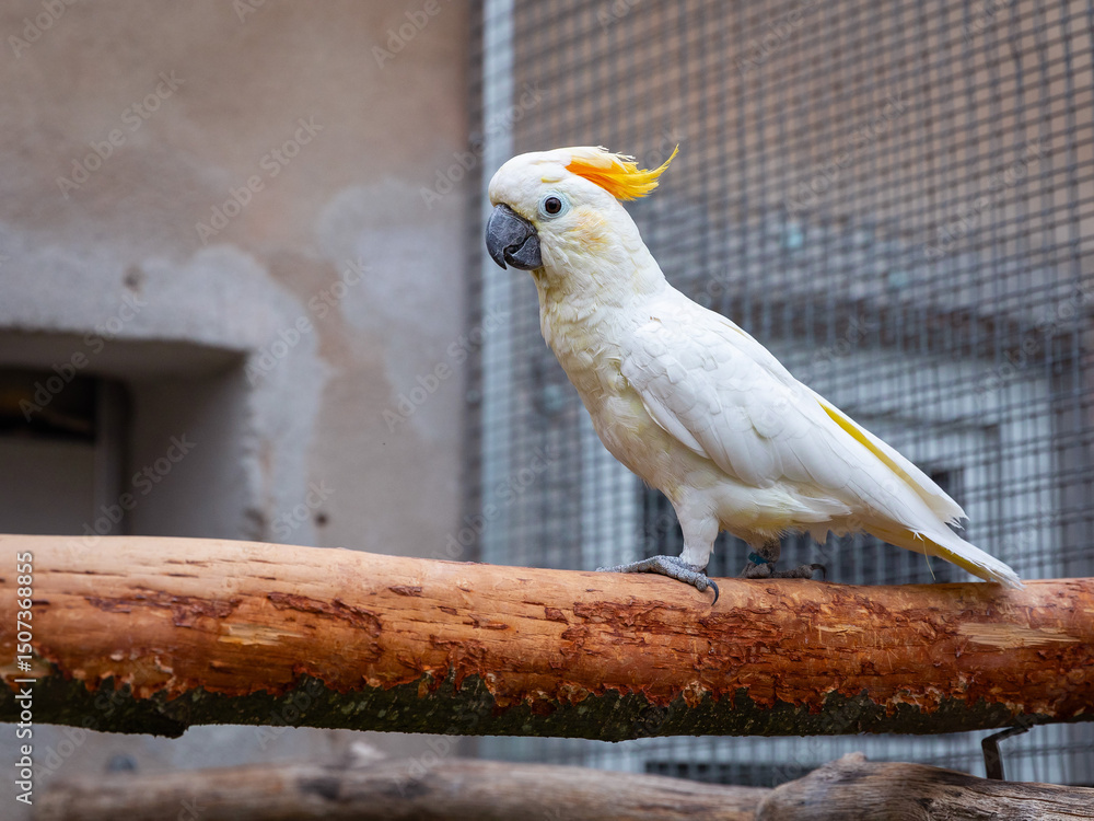 White cockatoo on wooden branch with vibrant plumage in aviary White cockatoo on wooden branch with vibrant plumage in aviary