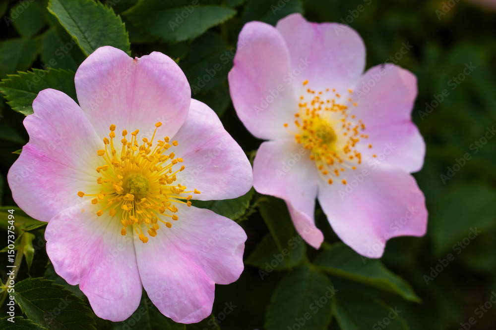 Delicate pink blossoms bloom vibrantly in a lush green garden, welcoming the warmth of spring and the beauty of nature's artistry Delicate pink blossoms bloom vibrantly in a lush green garden, welcoming the warmth of spring and the beauty of nature's artistry