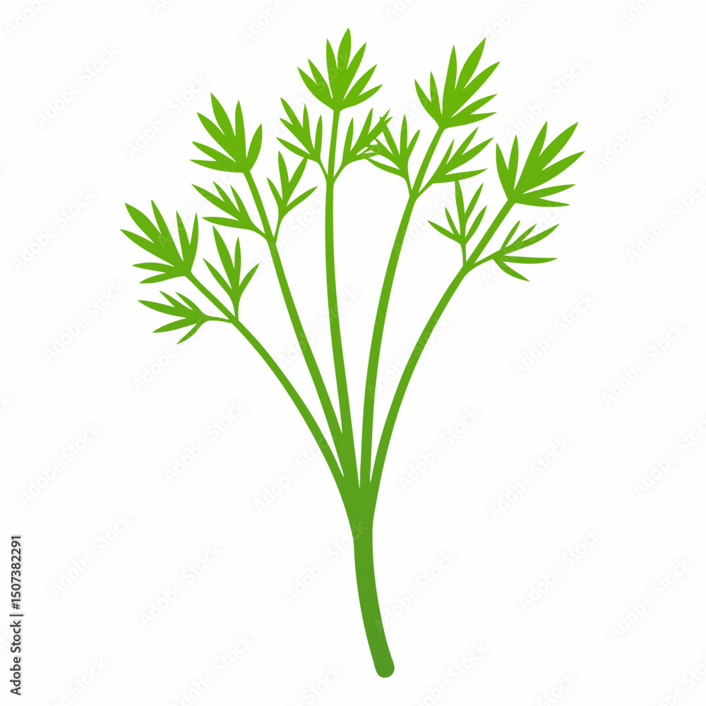 Obraz premium bunch of parsley