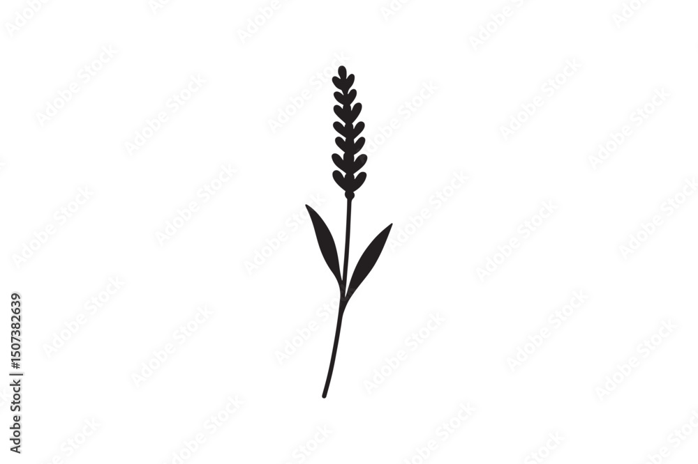 Lavender flower silhouette vector art illustration on white background Lavender flower silhouette vector art illustration on white background