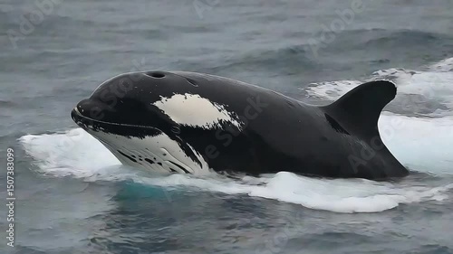 Orca in the Ocean