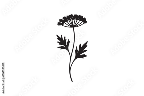 Queen Anne flower silhouette vector art illustration on white background