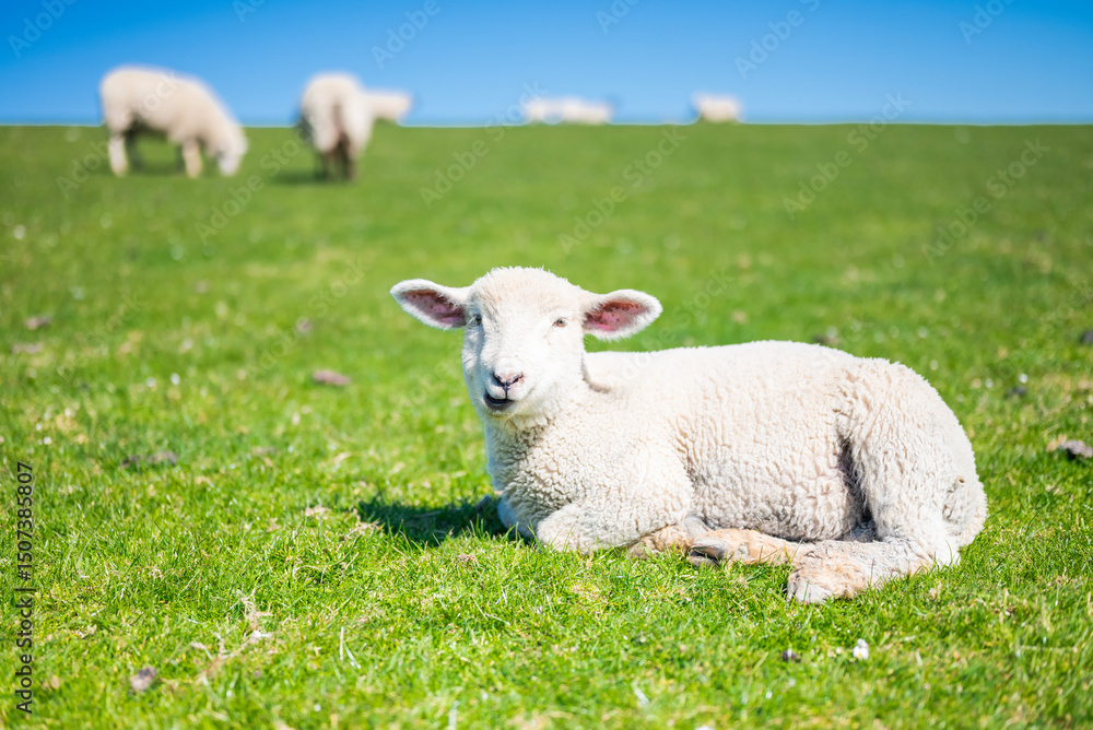 Cute sheep grazing peacefully in a green field in Westerhever Germany idyllic rural scene near the coast with natural beauty and calm atmosphere. Cute sheep grazing peacefully in a green field in Westerhever Germany idyllic rural scene near the coast with natural beauty and calm atmosphere.