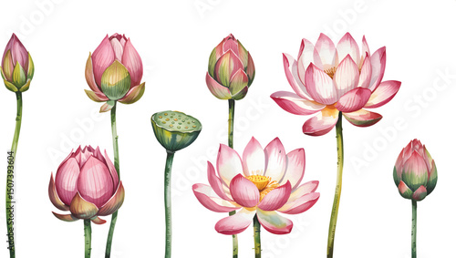 Watercolor Lotus Flower Set Hand Painted. Pink lotus flowers Illustration isolated on a white background.