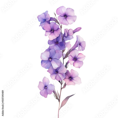 Watercolor lavender phlox flowers isolated on transparent background
