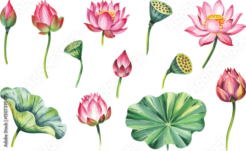 Watercolor Lotus Flower Set Hand Painted. Pink lotus flowers Illustration isolated on a white background.