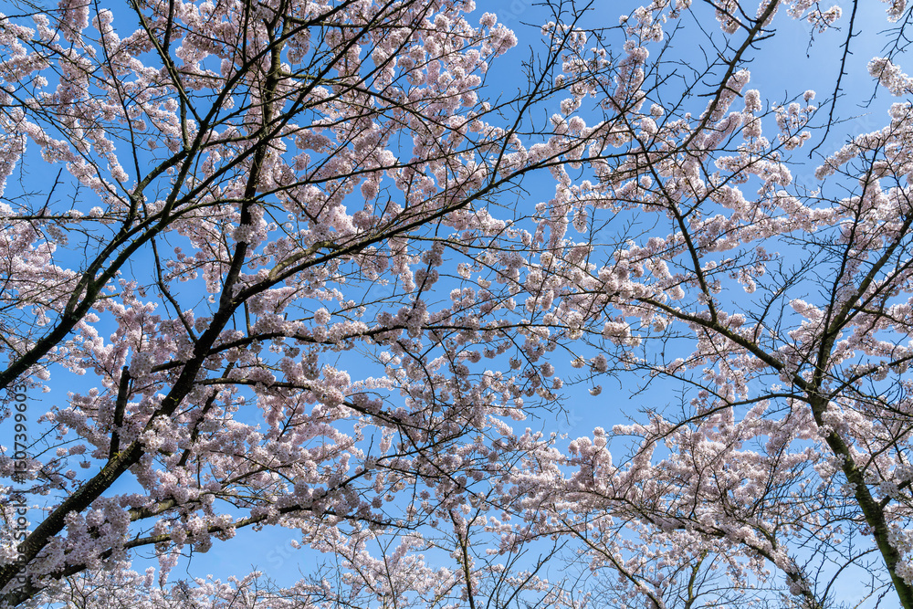 Cherry blossoms in full bloom, in Amsterdamse Bos, Amstelveen Cherry blossoms in full bloom, in Amsterdamse Bos, Amstelveen