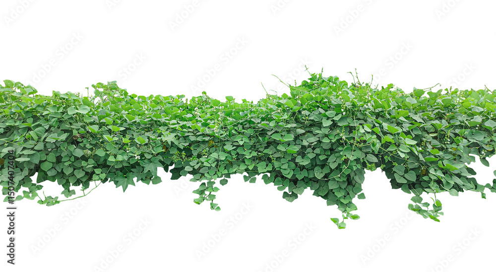 Fresh green grass and leaves, isolated on white, a healthy garden plant ingredient Fresh green grass and leaves, isolated on white, a healthy garden plant ingredient