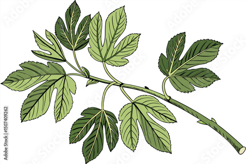 High resolution botanical illustration of a fresh flower