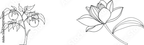 Black and white illustration of a tomato plant and a lotus flower on a white background