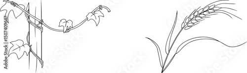 Black and white illustrations of climbing ivy and wheat plants in simple line art style
