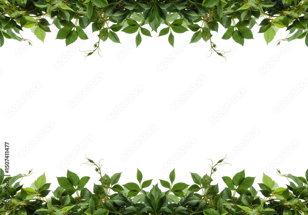 Green leaves border isolated on transparent background Green leaves border isolated on transparent background