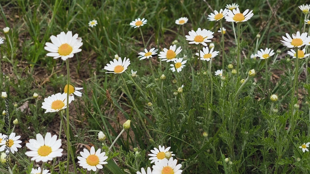 Fototapeta premium White daisy field. field of white daisies in the wind swaying close up.
