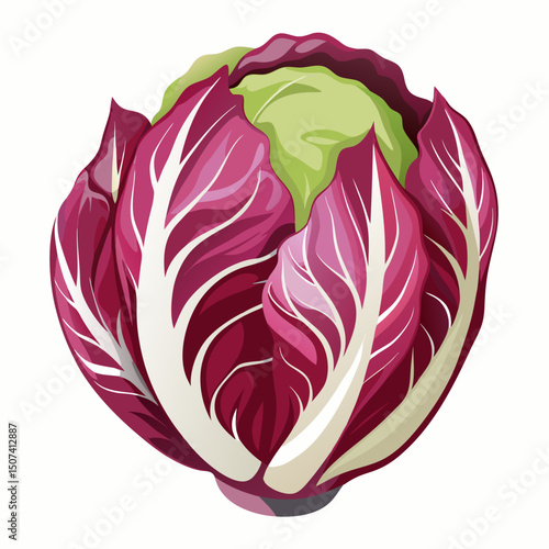 Radicchio 2D Vector white background