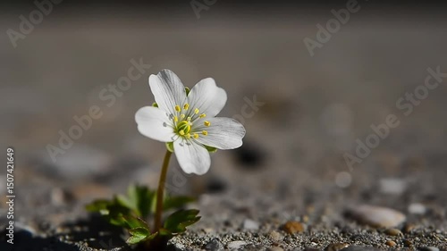 A single, delicate white flower with a green center and green leaves, pushing its way through a crack in what appears to be concrete or pavement. The flower is lit by sunlight.