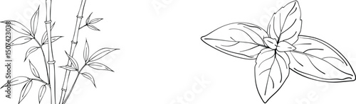 Hand-drawn vector illustration of bamboo stalks and fresh basil leaves in black and white