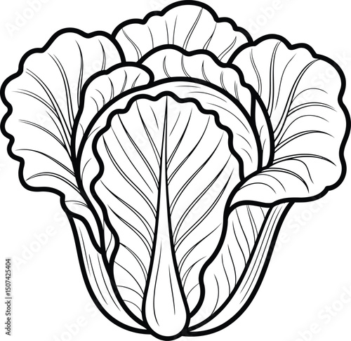 Black and White Vector Illustration of Napa Cabbage with Detailed Leaves.