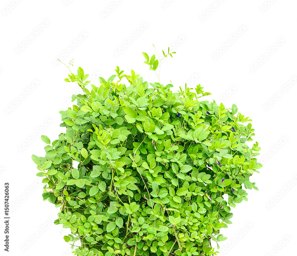Obraz premium green lettuce isolated on white background, Fresh organic green lettuce leaves, a healthy raw vegetable isolated on a white background