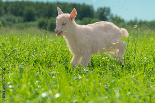 White goat in a field looking to the side.