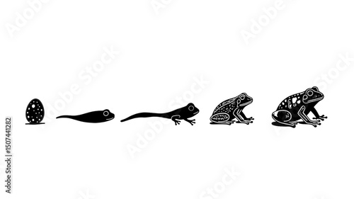 frog growth silhouette with white background