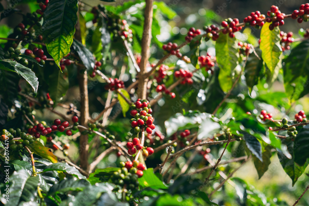 Obraz premium Raw coffee beans growing on trees in farms and gardens, glistening with morning dew during the harvest season.