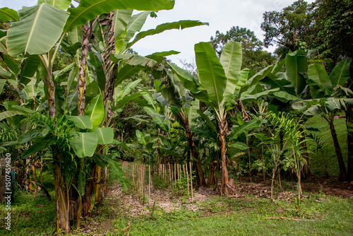 Agroforestry system in Brazil syntropic agriculture