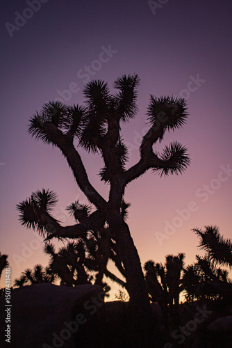 Joshua tree