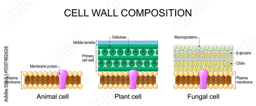 Cell wall composition. Comparison structure and anatomy of cell wall