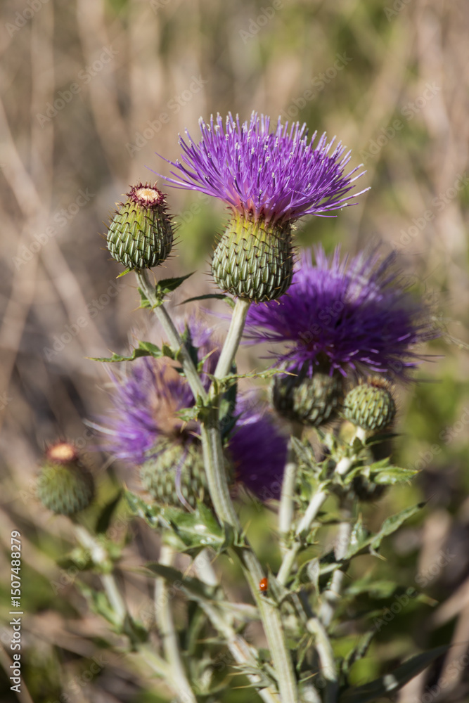 Purple thistle close-up
Purple thistle close-up