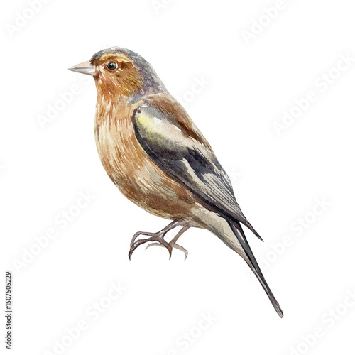 Bird sitting in profile. Chaffinch. Hand drawn watercolor illustration isolated on white. For vintage greeting cards, invitations, summer and spring banners, posters.