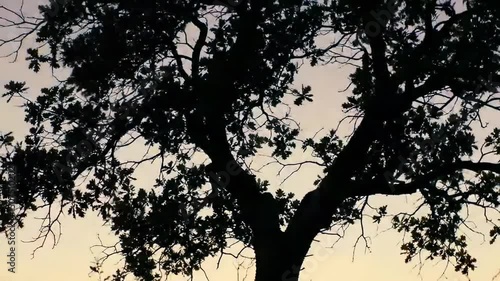 Wallpaper Mural Silhouette of a tree swaying gently in the breeze at sunset   Torontodigital.ca