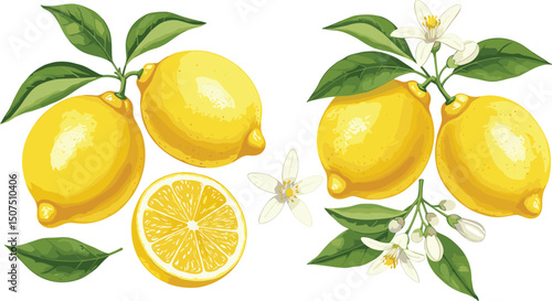 Set of juicy yellow realistic lemons and green leaves with flowers. Botanical floral isolated watercolor set in realistic style. 