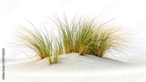 Coastal dune grass growing on white sand isolated against a bright white background in a clean natural scene