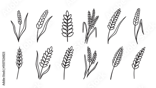 wheat and rye ripe doodle hand drawn icon set. Outline drawing wheat and rye ripe line clipart symbol collection