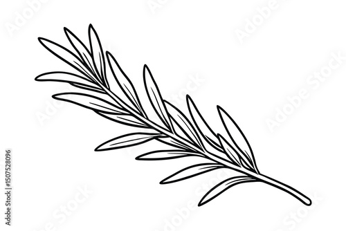 Black and white rosemary branch illustration on a clean white background for design