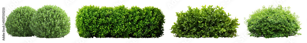 Obraz premium PNG Lush green bush variety, element set on transparent background