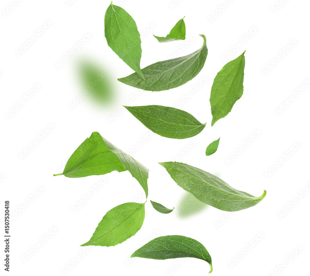 Green tea leaves in air on white background Green tea leaves in air on white background