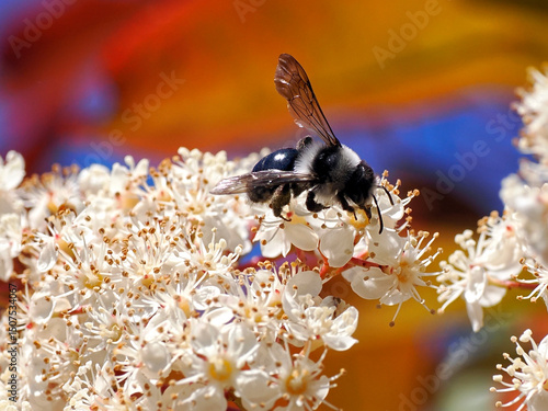 Macro of Ashy mining bee (Andrena cineraria) foraging flowers of photinia